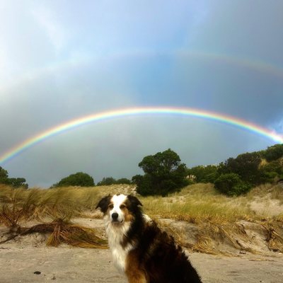 Louie, the Dog Star ship's dog, under a rainbow at Ocean Beach